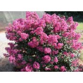 Лагерстроэмия Lagerstroemia Coral Filli